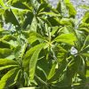 Close-up of a green shrub with palmately compound leaves (five leaflets) radiating from a central point, serrated edges, sunlit on a gravel background.
