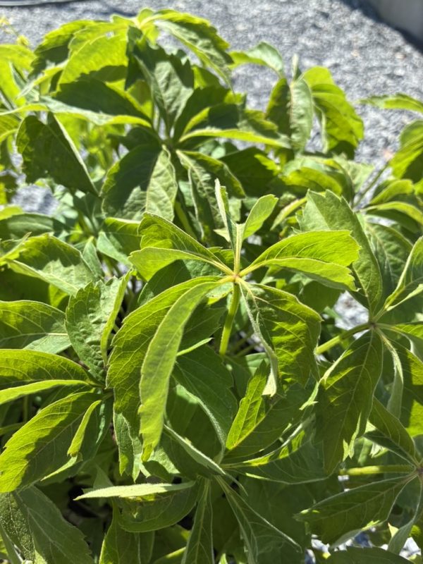 Close-up of a green shrub with palmately compound leaves (five leaflets) radiating from a central point, serrated edges, sunlit on a gravel background.