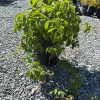 Green leafy potted plant growing on a gravel lot, outdoors in a nursery setting.