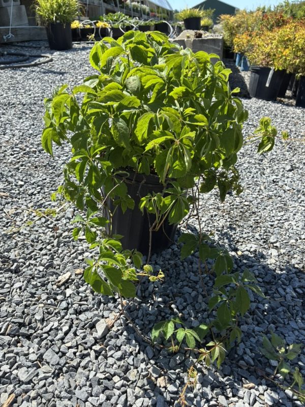Green leafy potted plant growing on a gravel lot, outdoors in a nursery setting.
