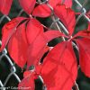 Bright red fall leaves of a climbing vine resting against a metal chain-link fence.