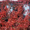 Red autumn vine with vibrant red leaves covering a gray wall.