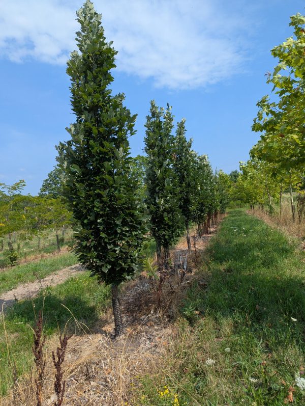Row of tall, leafy trees with dense green foliage against a bright blue sky in a grassy field.