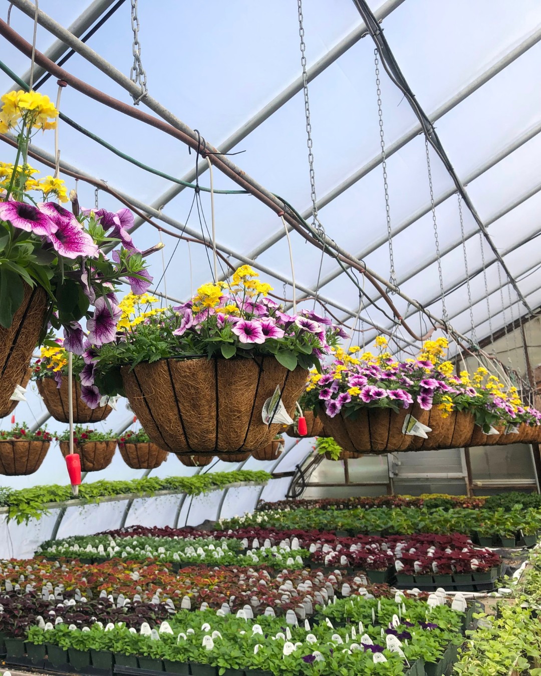 Sometimes it’s the smallest touches that make the biggest difference. 🌸
Hanging baskets can completely transform the look and feel of your home, porch, patio, or entryway — adding color, warmth, and instant curb appeal. Whether you love bright seasonal blooms or a more classic, elegant look, the right flowers make your home feel more inviting the moment someone arrives.
Ready to refresh your outdoor space? Our beautiful hanging baskets are the perfect way to bring life and color to your home this season.
📞 518.500.4132
📧 info@nicelawns.com
Order yours today: https://bit.ly/4vfNvCt..