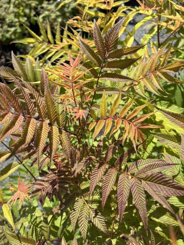Close-up of red-tinged pinnate leaves on a small ornamental shrub in sunlight.