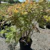 Young Japanese maple in a black pot with red-orange new leaves in a gravel nursery yard
