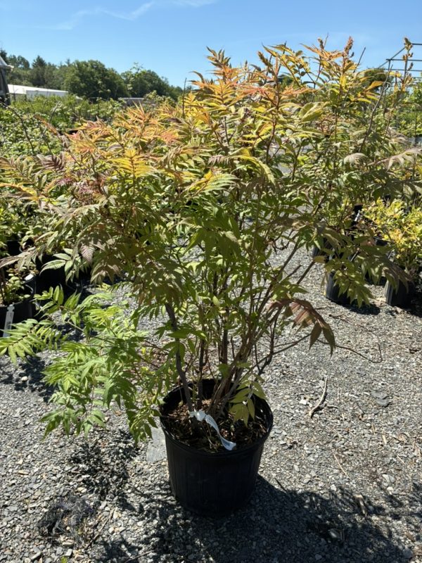 Young Japanese maple in a black pot with red-orange new leaves in a gravel nursery yard
