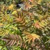 Close-up of ornamental shrub leaves turning red, orange and yellow in sunlight. (pinnate, serrated leaflets)