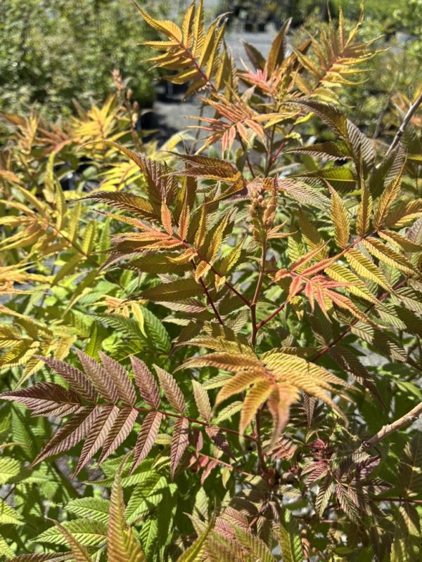 Close-up of ornamental shrub leaves turning red, orange and yellow in sunlight. (pinnate, serrated leaflets)