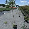 Potted tree in the foreground at a plant nursery, with rows of shrubs and a bright blue sky above.