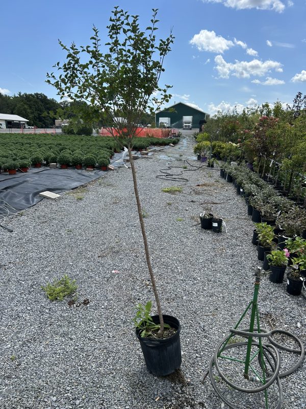 Potted tree in the foreground at a plant nursery, with rows of shrubs and a bright blue sky above.