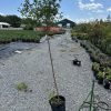 Young tree in a black pot standing in a gravel lot at a plant nursery, with rows of potted shrubs and a blue sky above.
