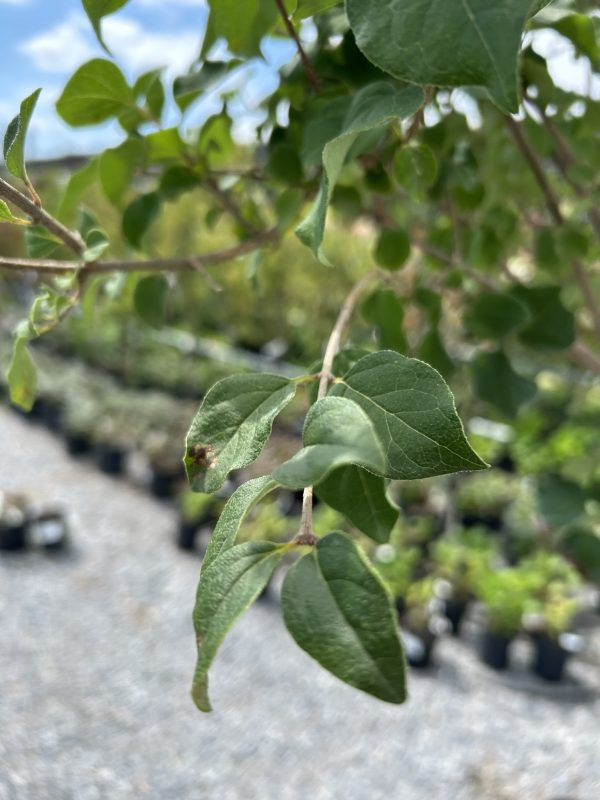 Close-up of small oval green leaves on a thin branch, with a blurred garden backdrop and blue sky in the distance.