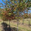 Row of young trees with red berries and protective trunk guards under a clear blue sky in a field.