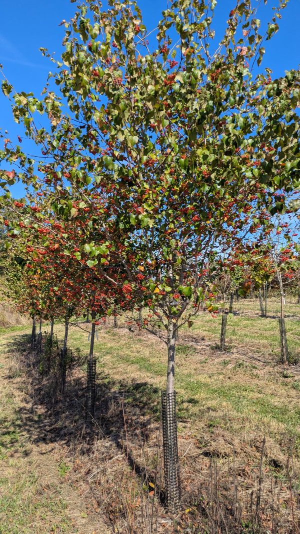 Row of young trees with red berries and protective trunk guards under a clear blue sky in a field.