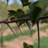 Close-up of a serrated green leaf on a thin vine winding along a rusty metal fence, with a blurred natural background behind.
