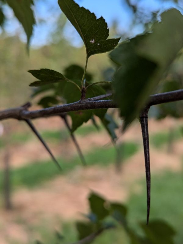 Close-up of a serrated green leaf on a thin vine winding along a rusty metal fence, with a blurred natural background behind.