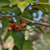 Cluster of small red berries on a twig with green serrated leaves.
