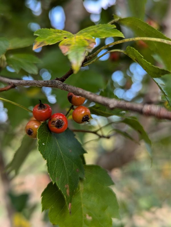 Cluster of small red berries on a twig with green serrated leaves.