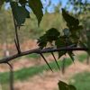 Close-up of a thorny twig with serrated green leaves, background blurred garden scenery.