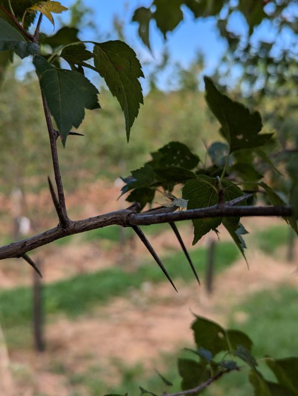 Close-up of a thorny twig with serrated green leaves, background blurred garden scenery.