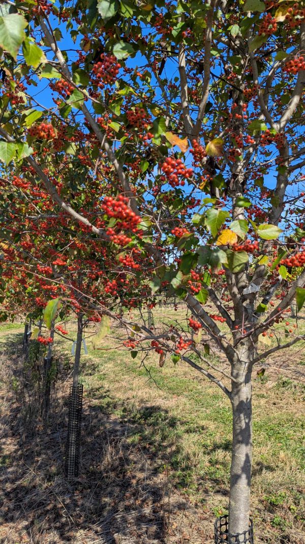Tree with numerous red berries and green leaves, blue sky visible through branches (fruit-bearing ornamental tree).