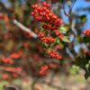 Cluster of bright red berries on a twig with green leaves, outdoor sunny background (bokeh).