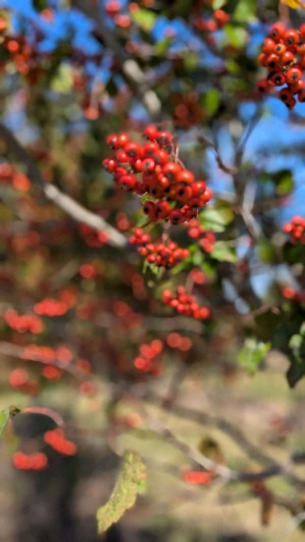 Cluster of bright red berries on a twig with green leaves, outdoor sunny background (bokeh).