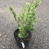 Green leafy shrub in a black plastic pot placed on gravel ground, outdoors