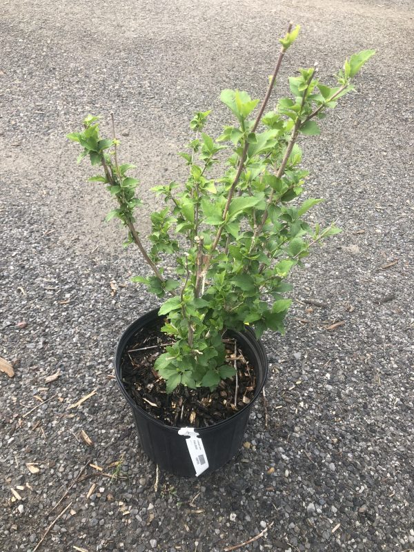 Green leafy shrub in a black plastic pot placed on gravel ground, outdoors