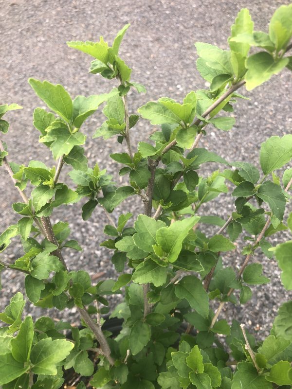 Green shrub with small, serrated leaves on woody branches; dense foliage against a gravel ground background.