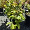 Young shrub with green leaves and reddish tips in a black pot at a plant nursery grounds.