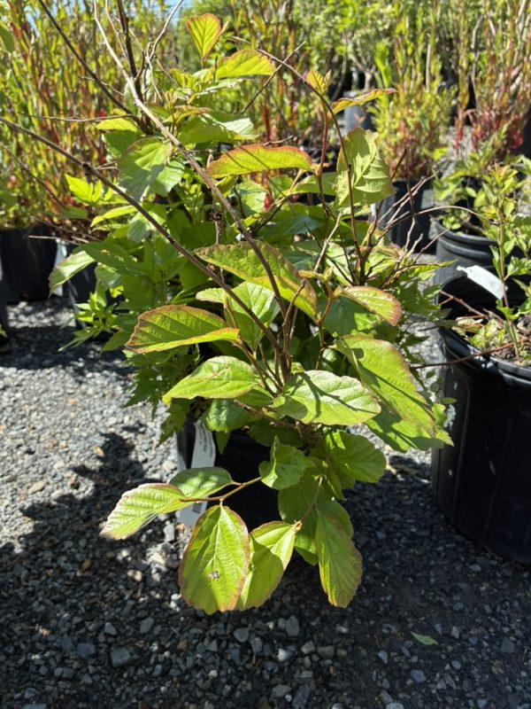 Young shrub with green leaves and reddish tips in a black pot at a plant nursery grounds.