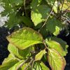 Close-up of green leaves on a woody shrub, sunlight highlighting the leaf veins and edges in shadowed background.