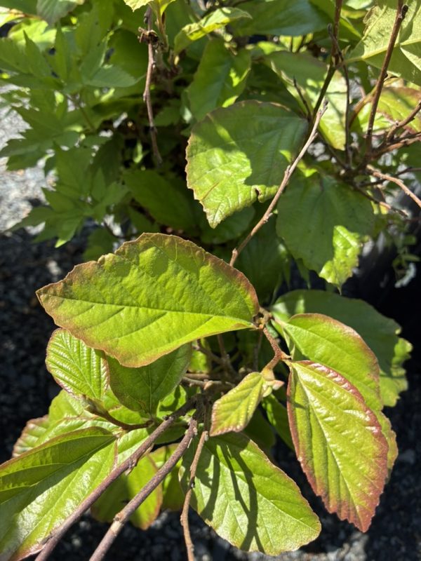 Close-up of green leaves on a woody shrub, sunlight highlighting the leaf veins and edges in shadowed background.