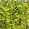 Dense hedge of bright green, serrated lobed leaves against a blue sky.