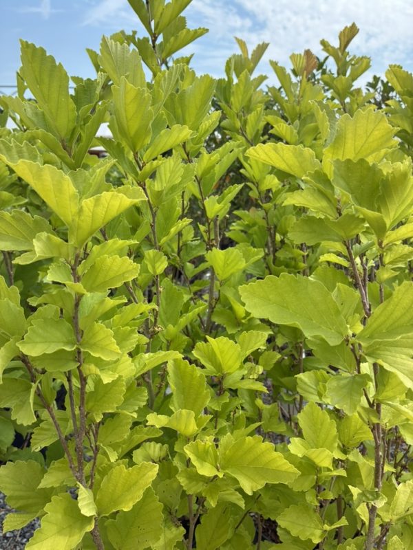 Dense hedge of bright green, serrated lobed leaves against a blue sky.