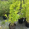 Lime-green ornamental shrub in a black plastic pot at a plant nursery, with several similar potted shrubs and gravel ground visible.