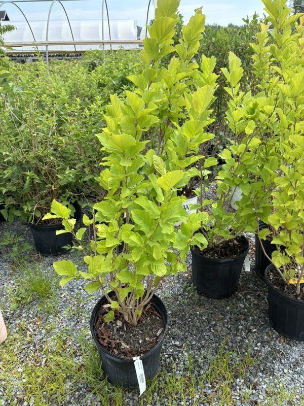 Lime-green ornamental shrub in a black plastic pot at a plant nursery, with several similar potted shrubs and gravel ground visible.