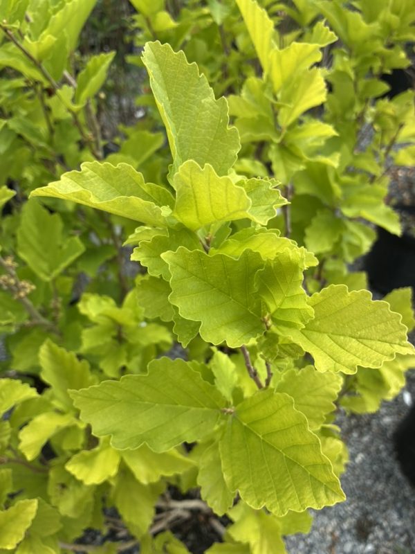 Close-up of bright green serrated leaves on a shrub branch, illuminated by sunlight.