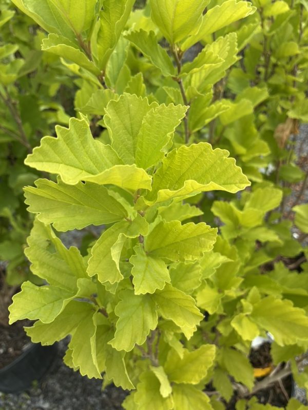 Bright lime-green leaves with serrated edges on a shrub, close-up view showing dense foliage
