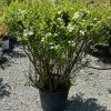Bushy shrub with small white flower clusters in a black plastic pot outdoors at a plant nursery.