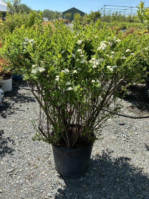 Bushy shrub with small white flower clusters in a black plastic pot outdoors at a plant nursery.