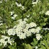 Cluster of small white flowers with yellow centers on a green shrub.