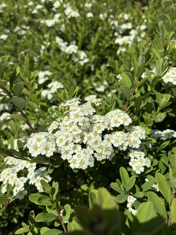 Cluster of small white flowers with yellow centers on a green shrub.
