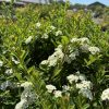 Bushy shrub with dense green leaves and clusters of small white flowers, sunlit against a clear blue sky. In the background, a greenhouse is visible.