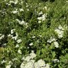 White clusters of tiny flowers cover a dense green shrub in a sunny garden.