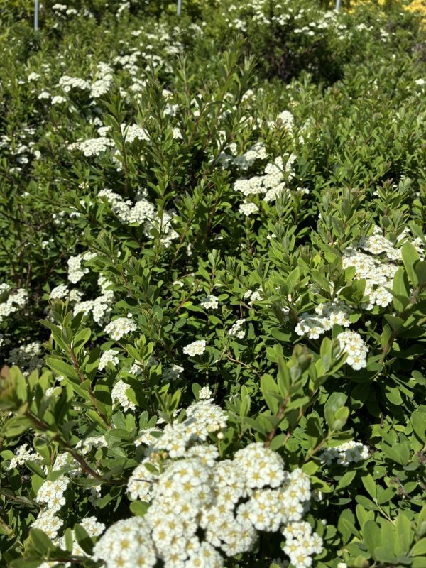 White clusters of tiny flowers cover a dense green shrub in a sunny garden.