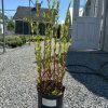 Potted ornamental shrub with red stems and green leaves in a black container on a gravel surface, nursery setting in the background.