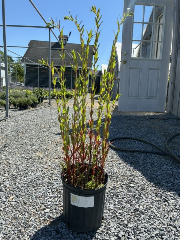 Potted ornamental shrub with red stems and green leaves in a black container on a gravel surface, nursery setting in the background.